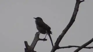 Northern Mockingbird singing (Mimus polyglottos)iconic bird sounds