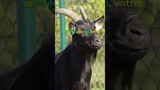 Why is the goat a symbol of the devil? #shorts