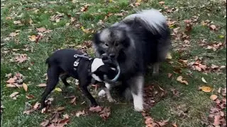 My Dogs Play A Rough And Tumble Game Of Tug!