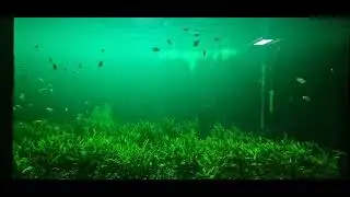 #fishshort #Short #fishing #fishtank #viral #support me