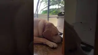 Cute dog joey | | DoggsVlogs | Doggs& Vlogs | Chennai cute dog Tamil videos #dogshortstrending