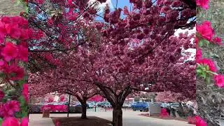 Mikumo Mirin - Tangkhul Christian song
