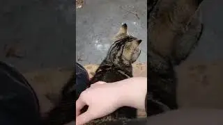 Introducing Tabbi The Stray Kiity Cat My Little Prince Charming 🤴