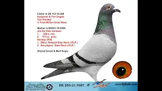DK250 21 7687