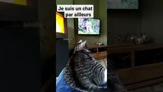 Ce chat regarde la TV
