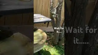 Squirrel Fail