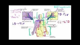Anatomy & Physiology Crash Course Basic Immunology