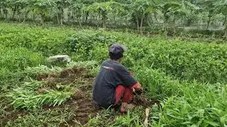 A FARMER'S GENIUS METHOD OF PULLING OUT WATER SPINACH WITHOUT GLOVES! - Agriculture Farming