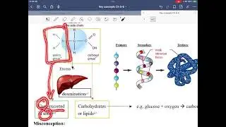 DSE BIO Key concepts Ch 5
