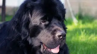 Getting to Know Newfoundland Dogs: Living With Multiple Pets