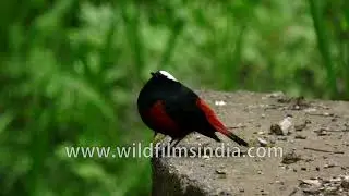 Redstart bird preening and chirping during breeding season