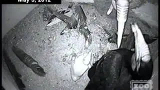 Wreathed Hornbill chick grows up