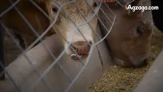 🐄 FerAppease Bovine Review | A Game-Changer for Cattle Health & Productivity