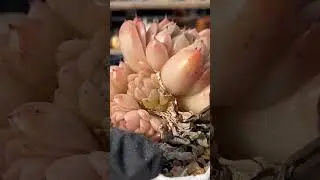 Indoor Succulent Success 🌱 Expert Tips to Grow Strong, Low-Maintenance Plants