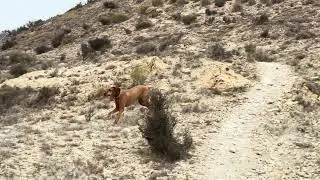 Climbing dogs in the mountains, Aspe - Spain