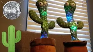 Cactus Party 🌵🕺