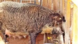 Wollschwein