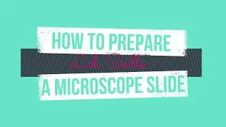How to Prepare a Microscope Slide (Onion and Cheek Cell) | Cambridge AS Biology Paper 3 Lab Skills