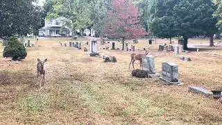 Dad&rsquo;s cemetery friends