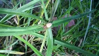 Sac Spider (Family Miturgidae)Other Names: Huis Sakspinnekoppe