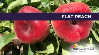 Discover Our Varieties of FLAT PEACHES!