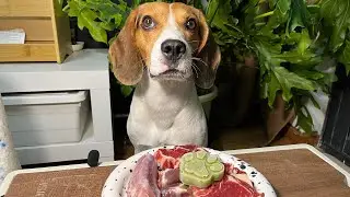 cute beagle eat raw foods.|食堂开饭啦