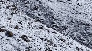 Himalayan Blue Sheep (Bharal) , Ladakh