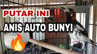 Pancingan Burung ‼️ JEDA // Anis Macet Bunyi Dan Anis Bakalan Pasti Nyaut