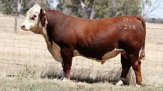 Lot 32 DAYV274 Days Whiteface 2026