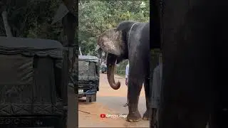 കഴിച്ചിട്ട് മതി വടിയൊക്കെ 😜😜 I Kaveri Elephant Malappuram #aana #kaveri #shorts #elephant