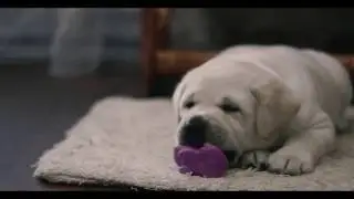 Mascot Skif puppies