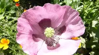 English garden poppy - Draums&oacute;l - Valm&uacute;i -  Gar&eth;planta