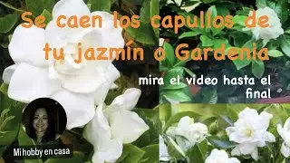 Cómo fortalecer al Jazmín o Gardenia para que no muera
