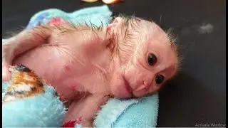 The Most Cute Aba Baby Monkey Talking to Daddy for Help Wet Body after Shower