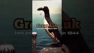 10 Animals That Have Gone Extinct 🦕🌍 (Red List)