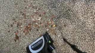 🪙 Mic&rsquo;d Up Shark Vacuum ASMR | Only Coins | Satisfying Vacuum | Crunchy, Clinky, Rumbly Brushroll 🪙