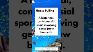 🏆 Sports Beyond the Ordinary: 50 Facts About Oddball Games and Competitions 🤯#WeirdGames #oddsports