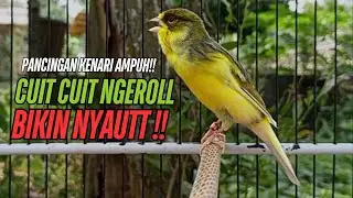 SUARA Kenari GACOR PANJANG Pancingan & masteran Kenari Paud AGAR gacor AMPUH Kenari MACET bunyii