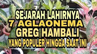 PART 2 SEJARAH 7 TANAMAN HIAS AGLAONEMA SILANGAN GREG HAMBALI YANG SANGAT POPULER