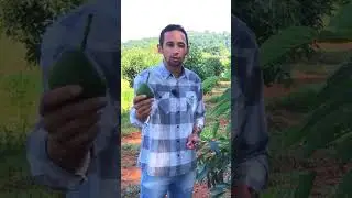 AVOCADO HASS INCR&Iacute;VEL