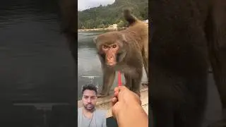 Feeding a Monkey a Hot Chili Pepper, He Gets ANGRY #animals #green screen video #viralvideo #foryou