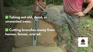 Local Tree Cutting in Morristown, VT | Iconic Tree Care