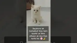 CatComedy (for funny clips)&bull; #CatFail (for funny mishaps)&bull; #AdorableCats (for cuteness overload