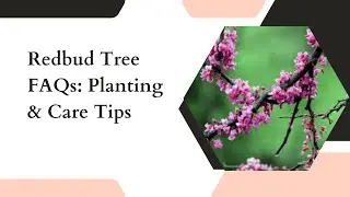 Redbud Tree FAQs Planting & Care Tips