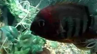 Redhead Severum