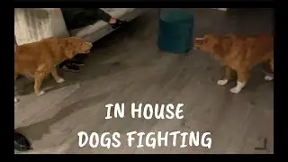 Stopping In-House Dog Aggression - in London