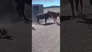 This horse just became a hero 🐴🔥Real CCTV footage &mdash; unbelievable rescue! #RealFootage