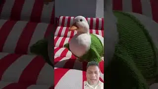 #duck #funny #reaction #remix #shortvideo #shorts #trending #viralvideo