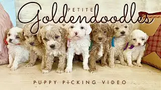 Tiny Petite English Cream Goldendoodles || Cher & Jack || 5 wks old || #PetiteGoldendoodles #puppy 