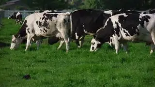4Life Transfer  Factor Plus TriFactor Immune Booster Review | Medical